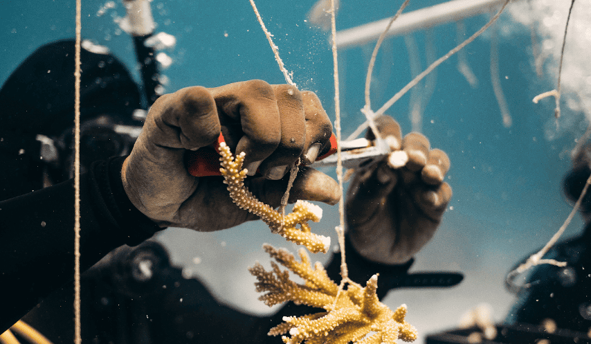 Saving corals in ocean