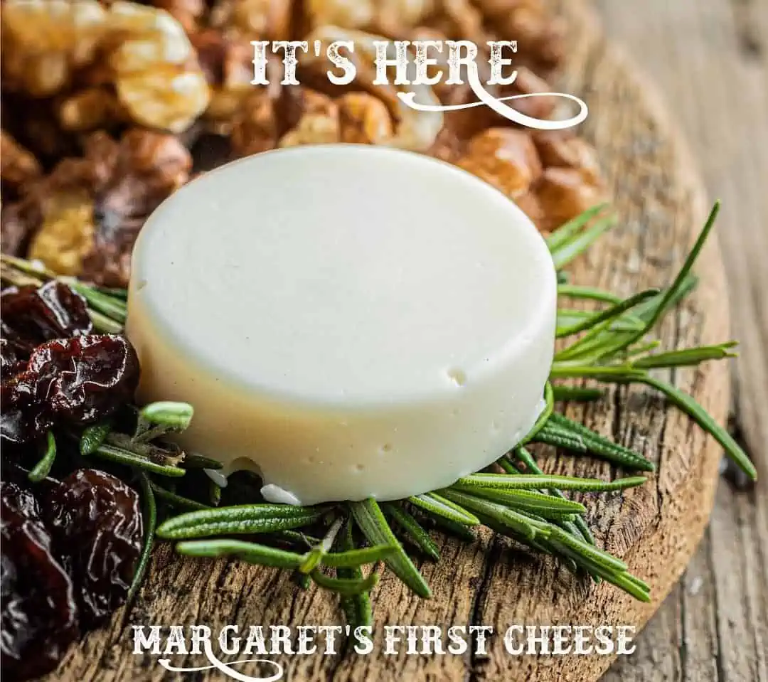 an animal-free fresh cheese made with microbial caseins on a wooden board with nuts and rosemary.