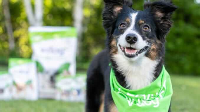 v-dog collie smiles v-dog collie smiles