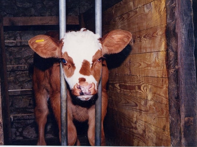 Veal Cow Compassion in World Farming