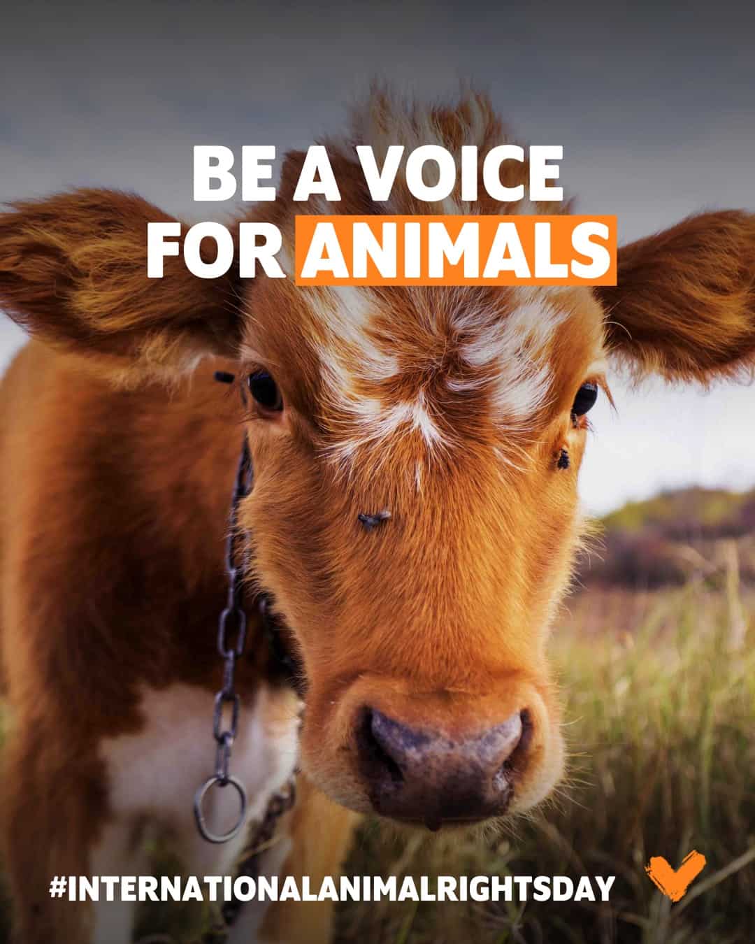 Veganuary-be-a-voice-for-the-animals