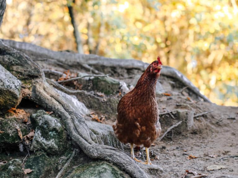 #VeganuaryChickenWeek campaign © Mino Valley Farm Sanctuary.