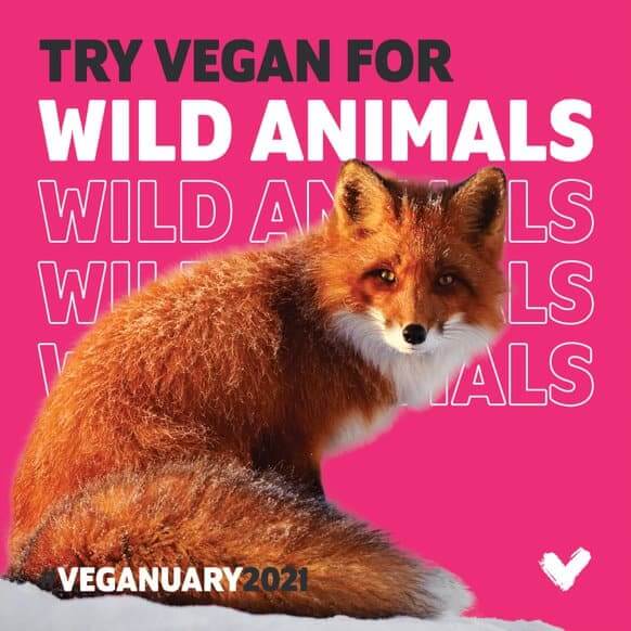 Veganuary wild animals