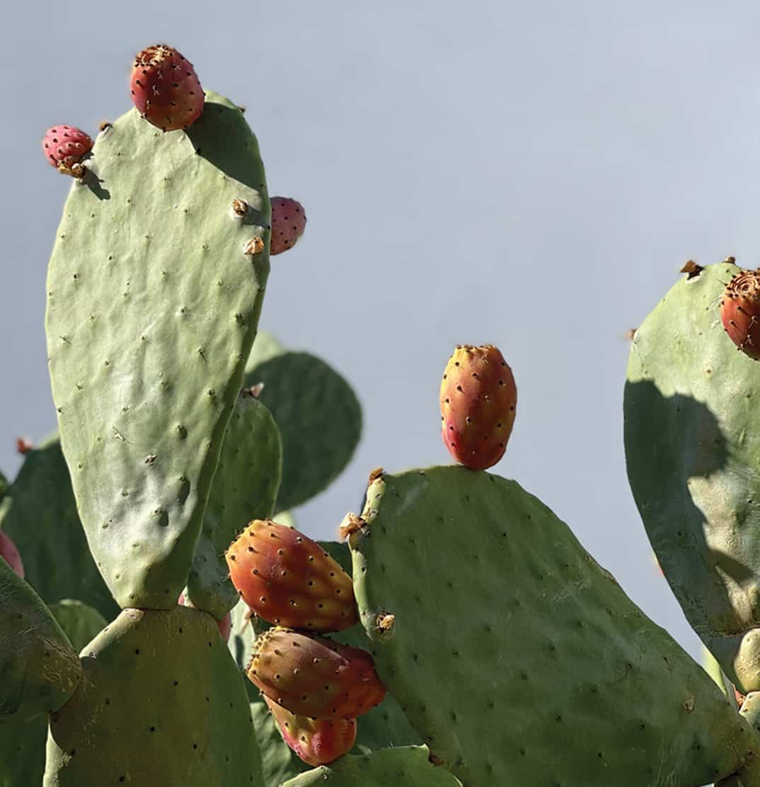 nopal cacti 