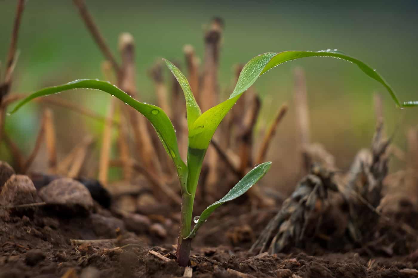 ADM Corn Plant/ Regenerative Farming