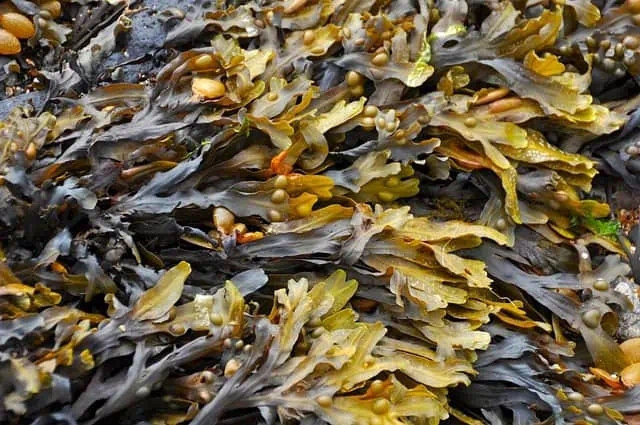 Algae/ Seaweed