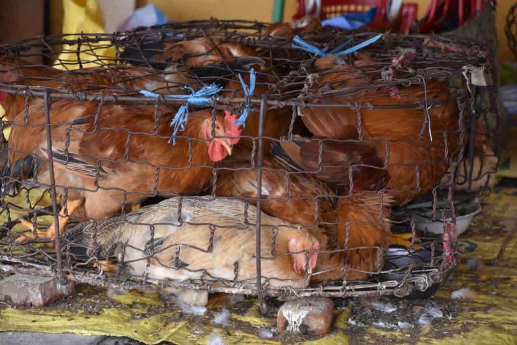 Live animal, wet market, chickens, coronavirus, COVID-19