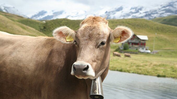 cow-3183539_1280 Braune Kuh auf einer Alm