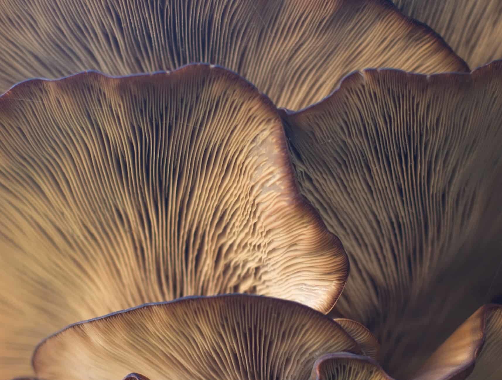 Adamo Foods develops steaks made from fungi