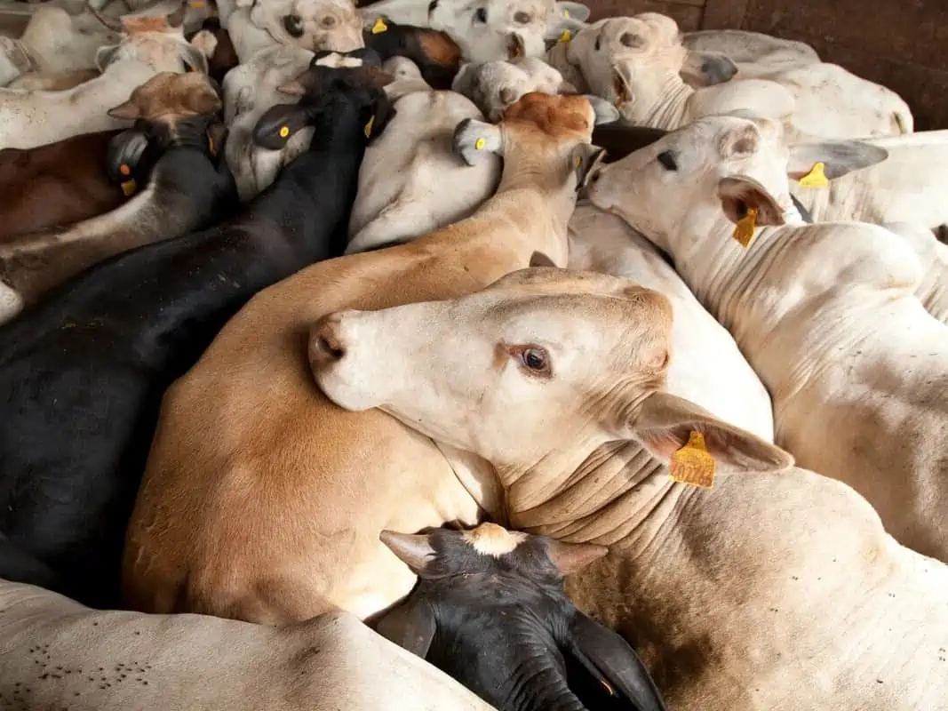 Cows Greenpeace
