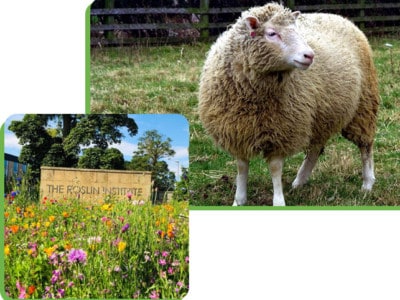 Dolly the Sheep