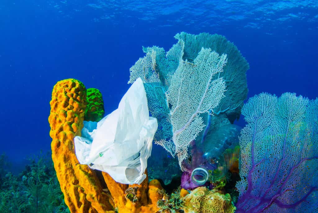 plastic on coral reef