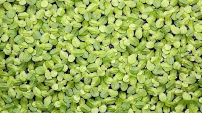 duckweed duckweed