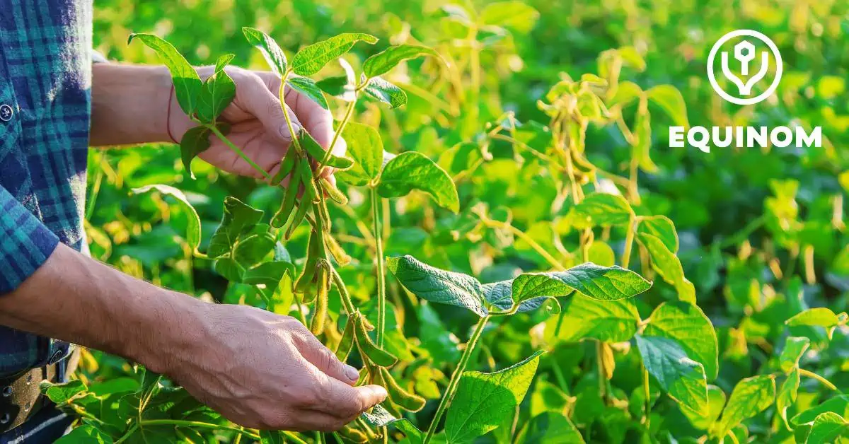 Soy plants/ crops