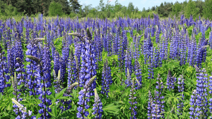 Wirtschaftlicher Anbau von Lupinen zur Herstellung von Fleischalternativen