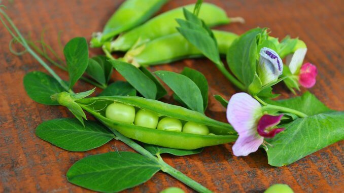 peas-2469262_1280 Erbsenschote