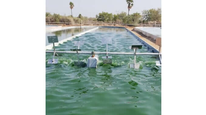 spirulina
