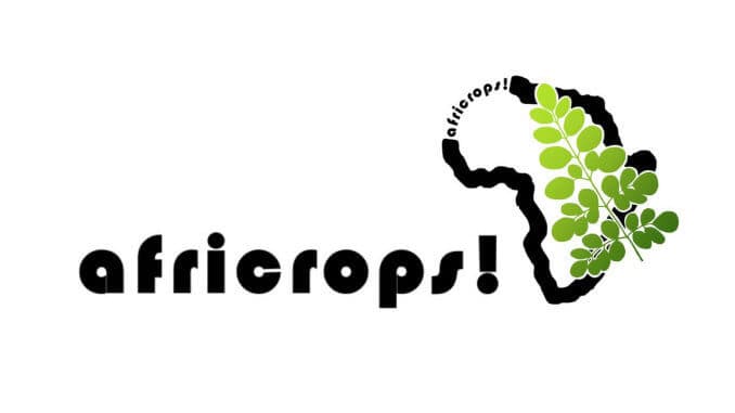the essence of africa africrops moringa the essence of africa africrops moringa