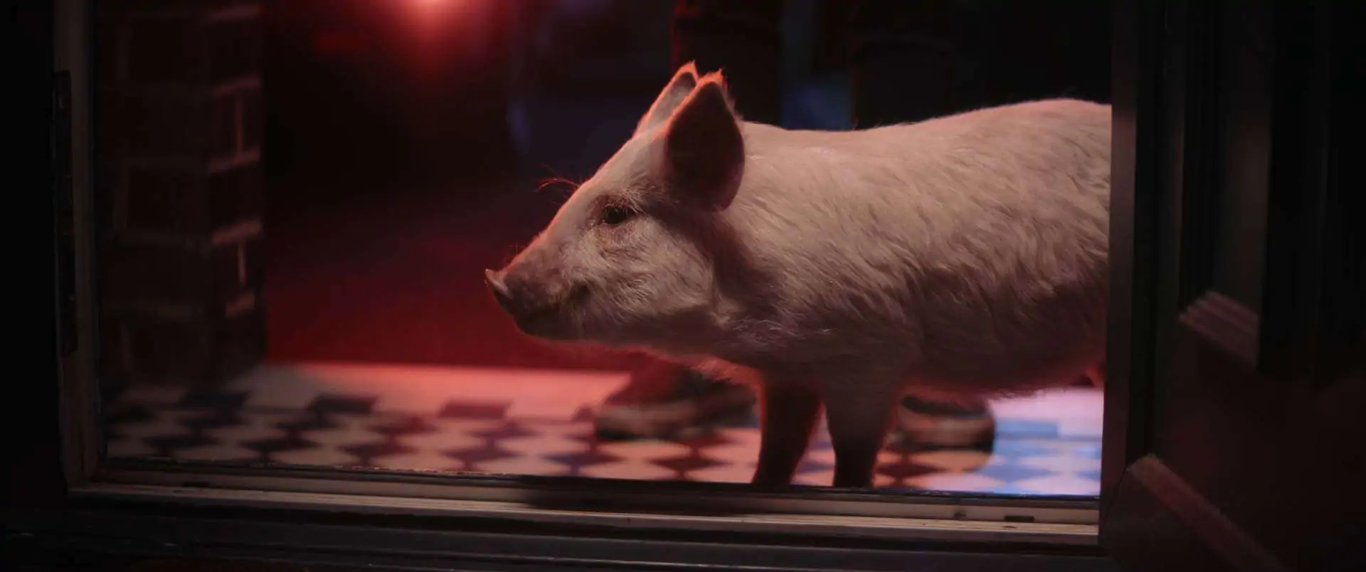 Piglet TV ad Viva! crowdfunding