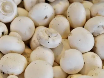 White Mushrooms