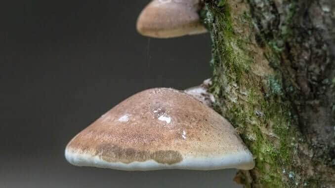 Zunderschwamm Pilz Zunderschwamm Pilz
