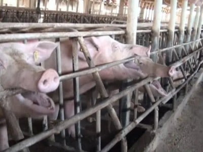 compassion for animals