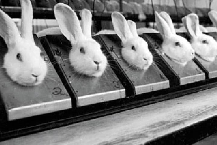 lapin de laboratoire